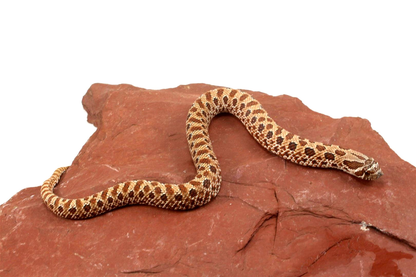 Western Hognose Snake
