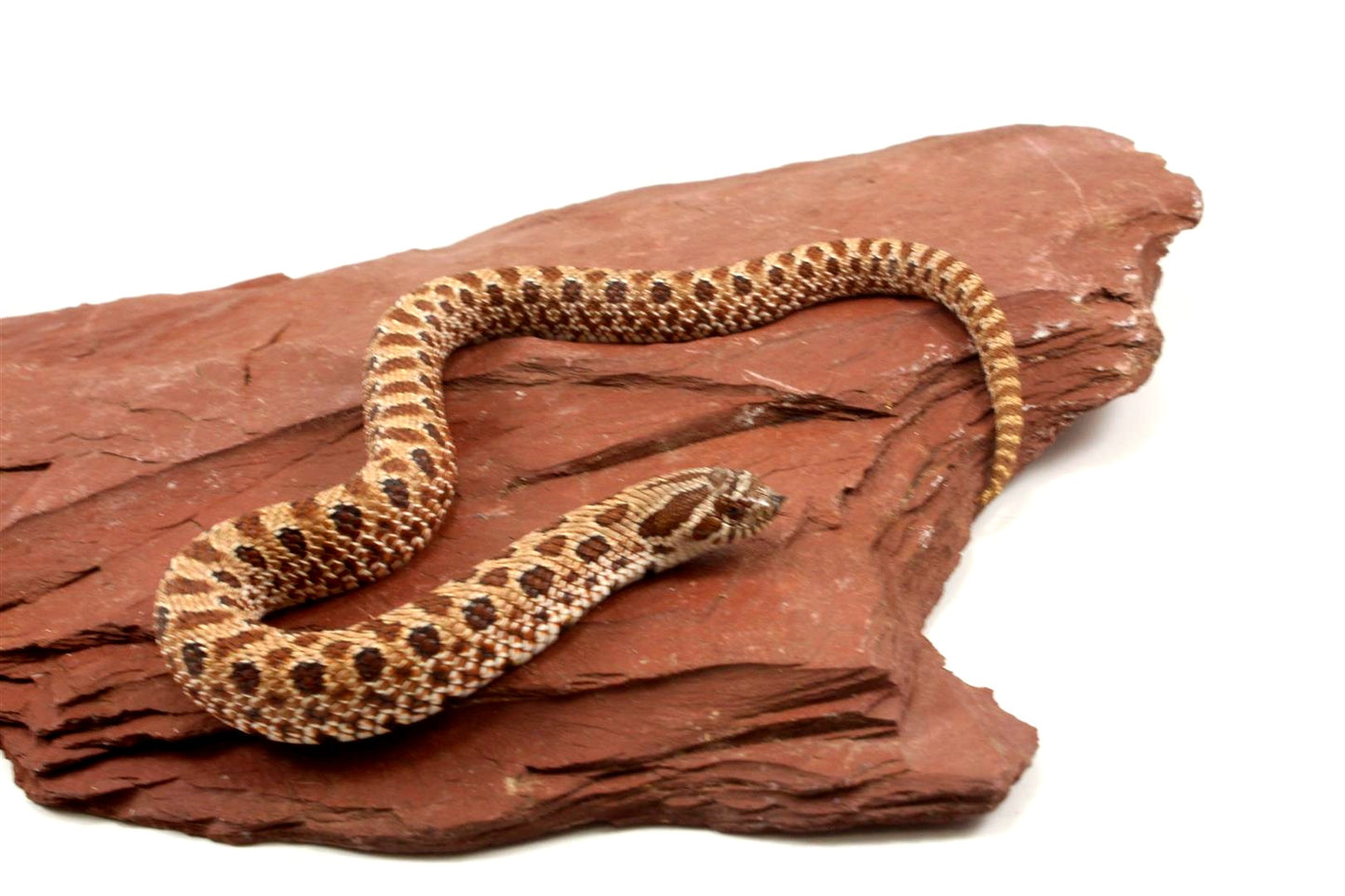 Western Hognose Snake