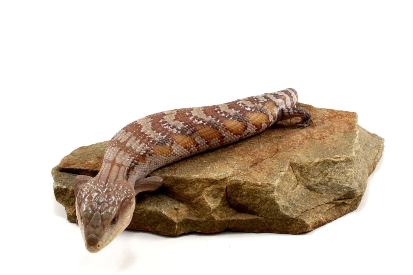 CB Northern Blue Tongue Skink
