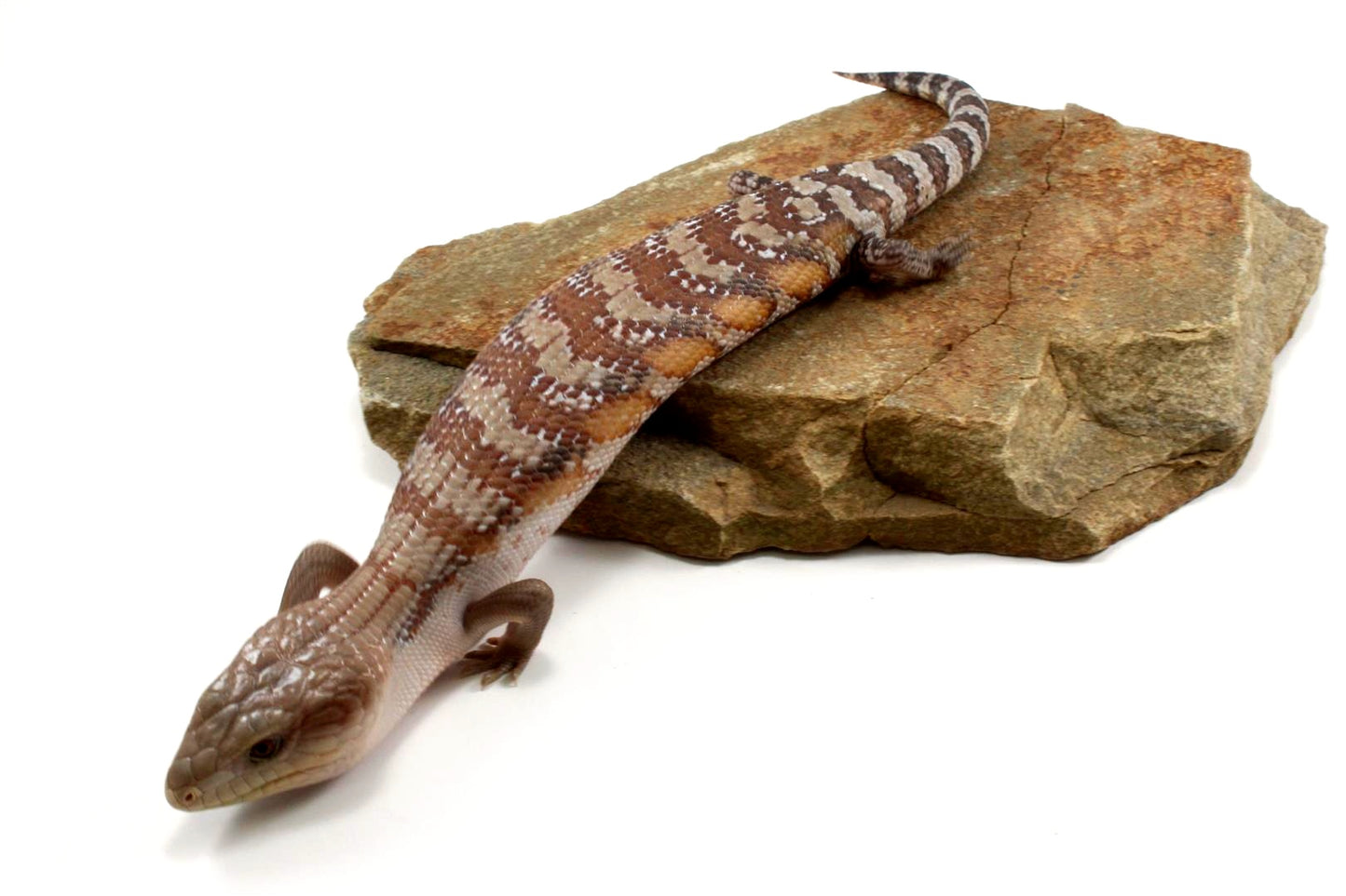 CB Northern Blue Tongue Skink