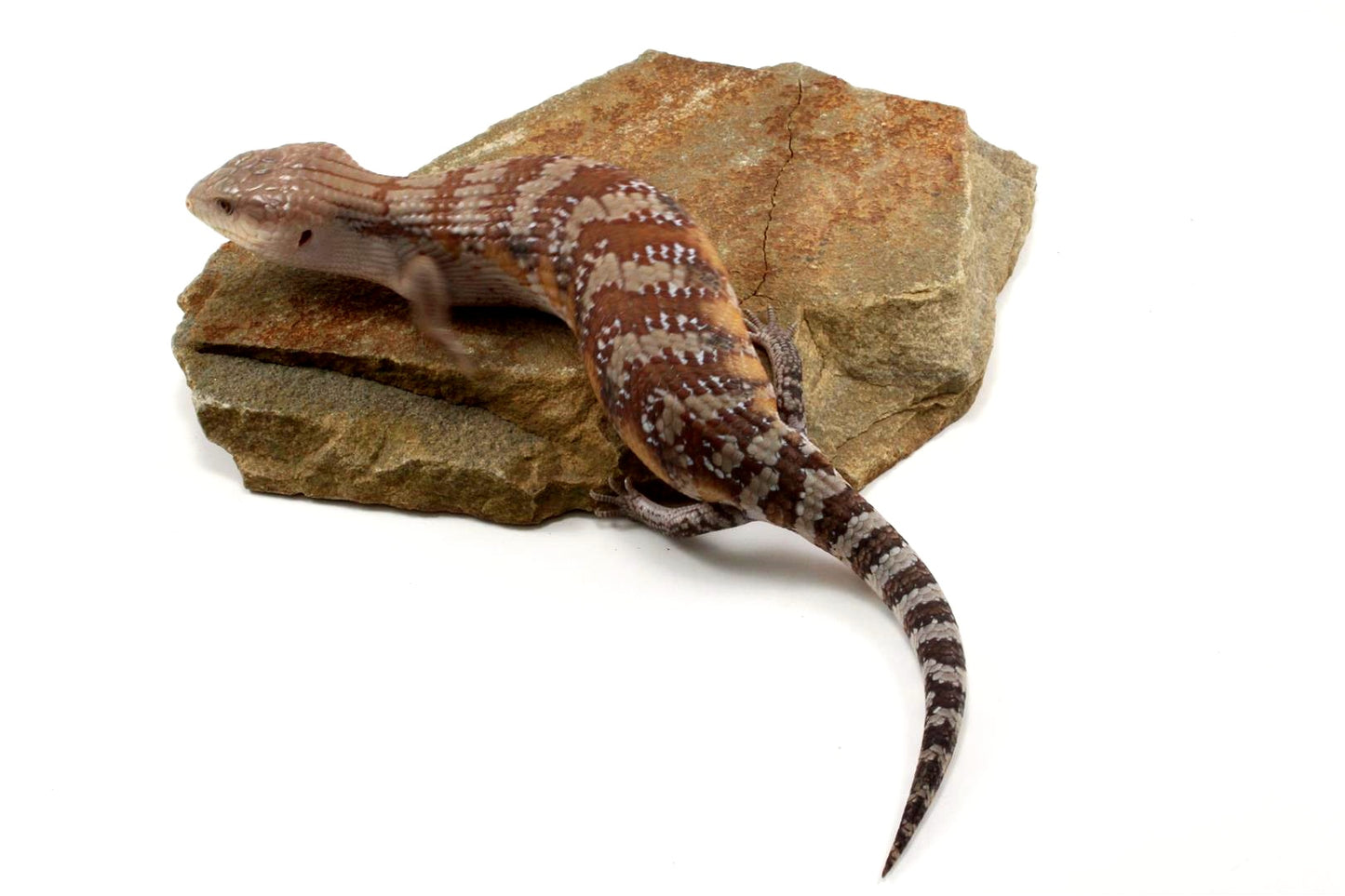 CB Northern Blue Tongue Skink