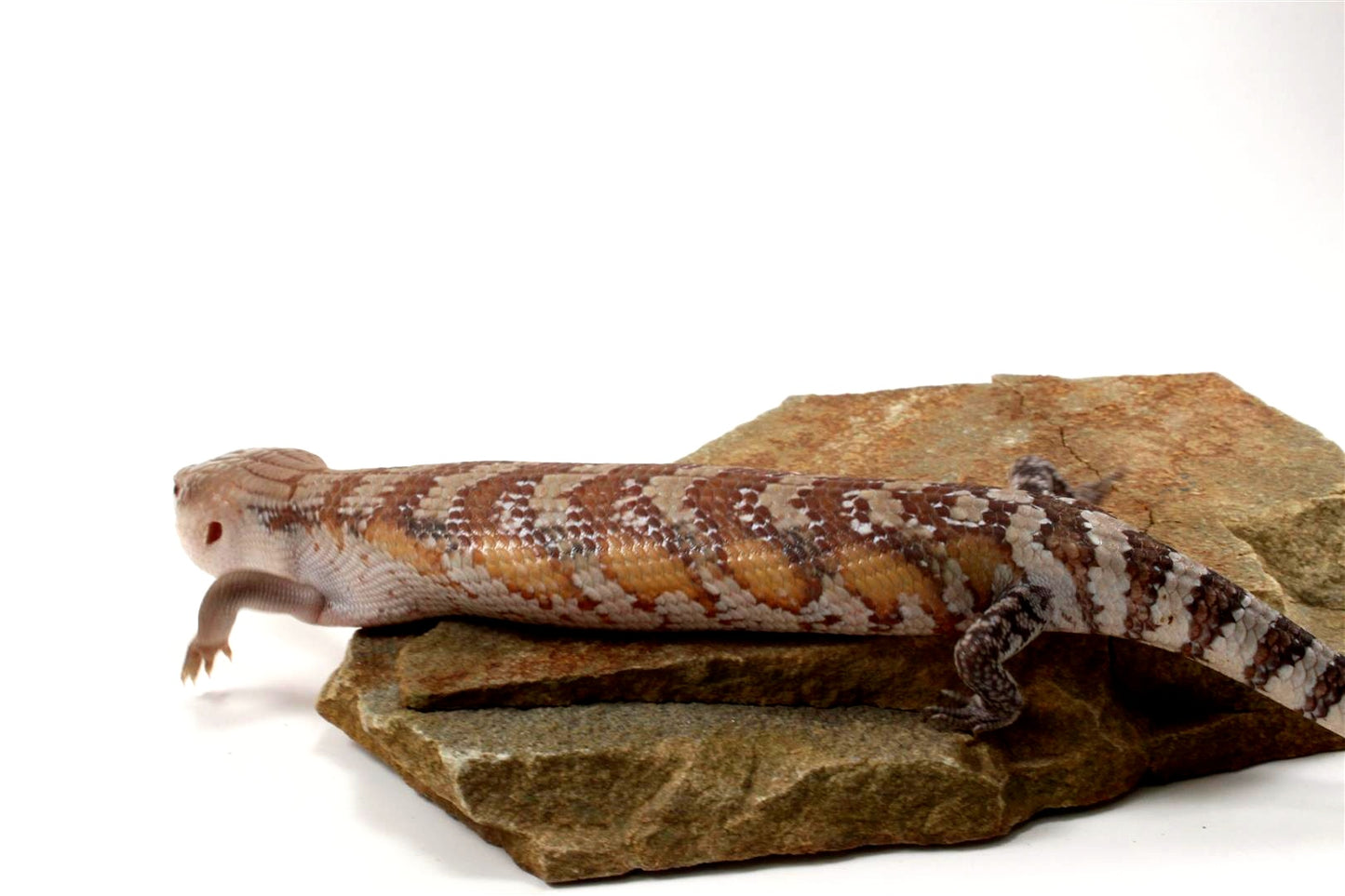 CB Northern Blue Tongue Skink