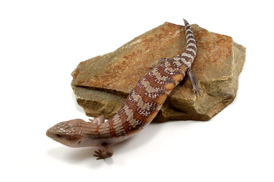 CB Northern Blue Tongue Skink