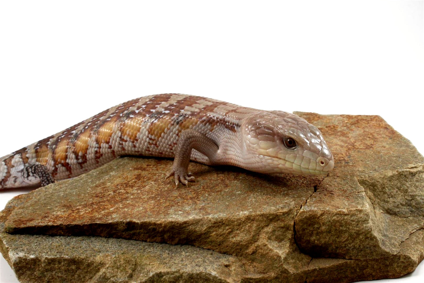 CB Northern Blue Tongue Skink