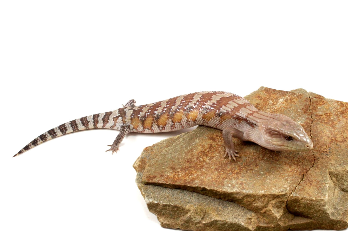 CB Northern Blue Tongue Skink