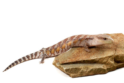 CB Northern Blue Tongue Skink