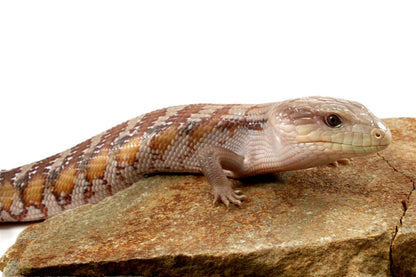 CB Northern Blue Tongue Skink