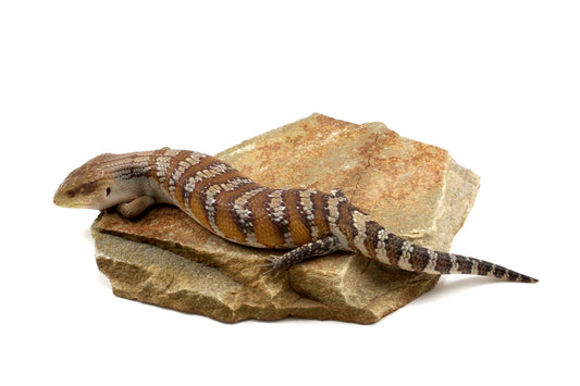 CB Northern Blue Tongue Skink