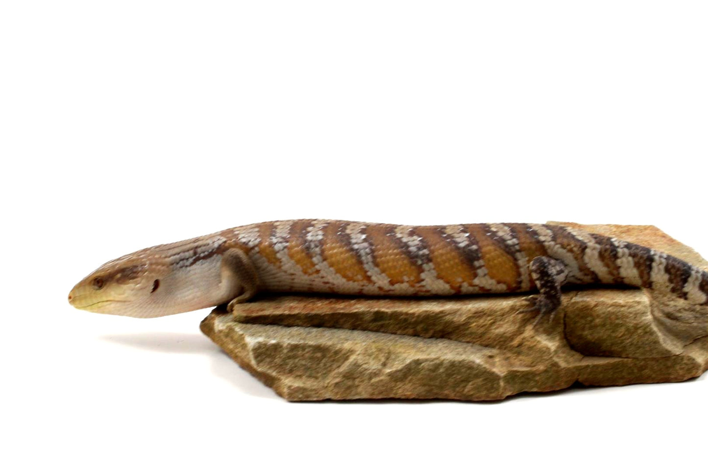 CB Northern Blue Tongue Skink