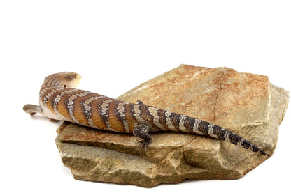 CB Northern Blue Tongue Skink