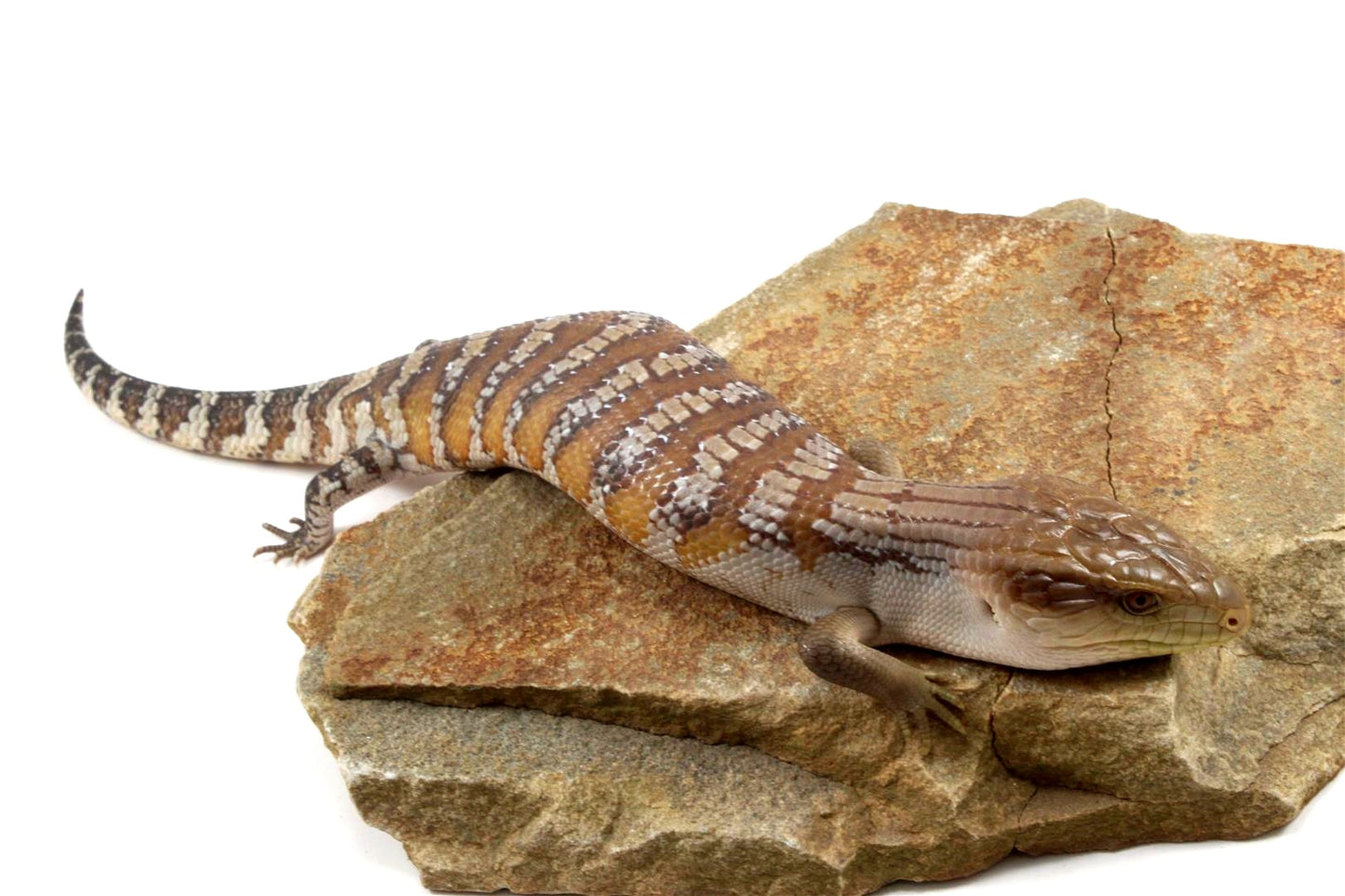 CB Northern Blue Tongue Skink
