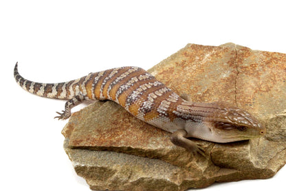 CB Northern Blue Tongue Skink