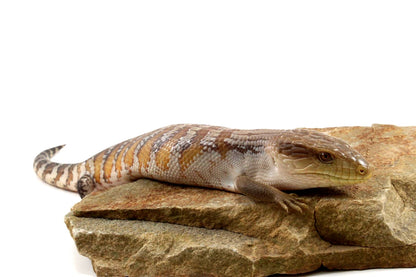 CB Northern Blue Tongue Skink