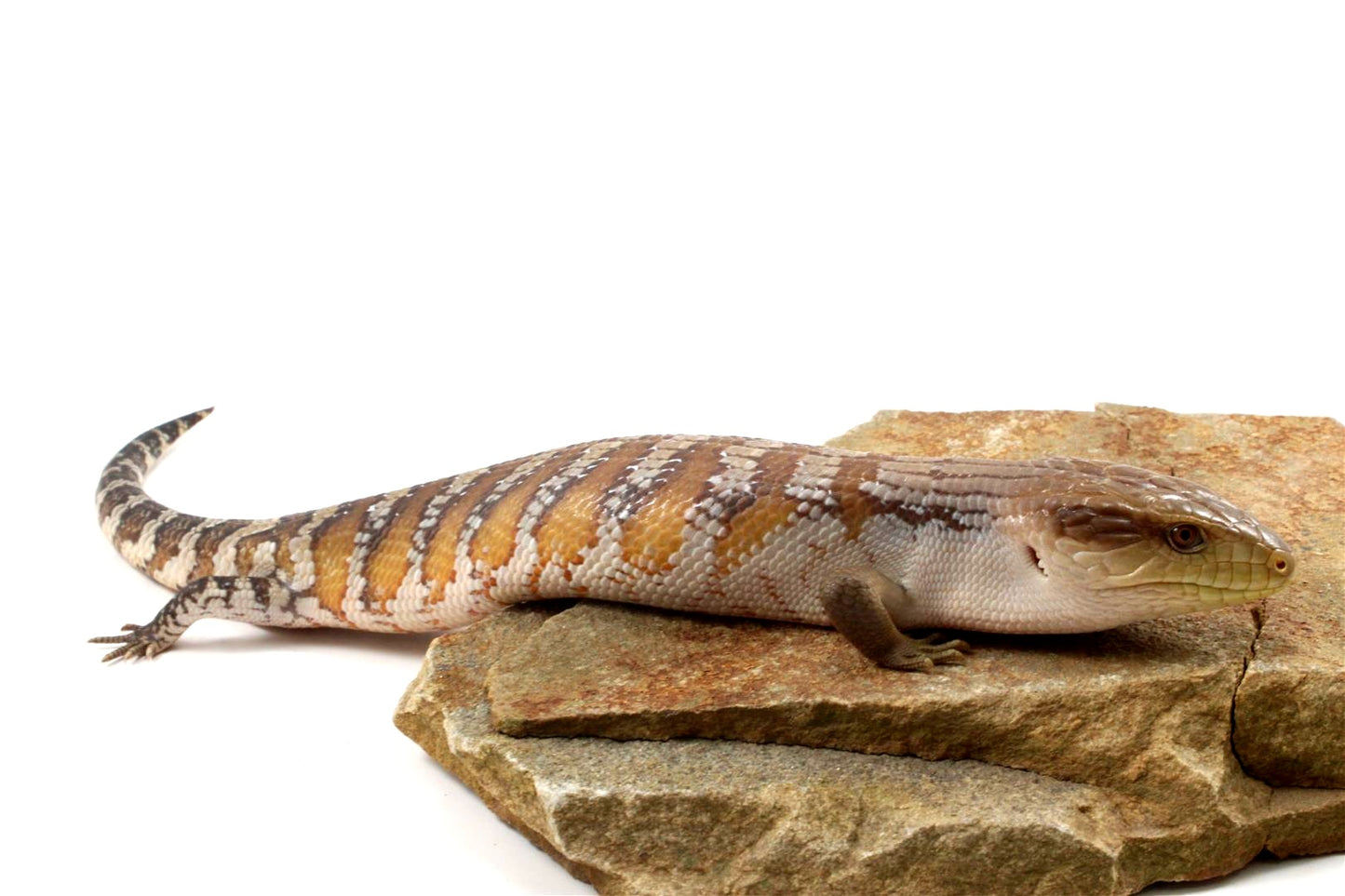 CB Northern Blue Tongue Skink