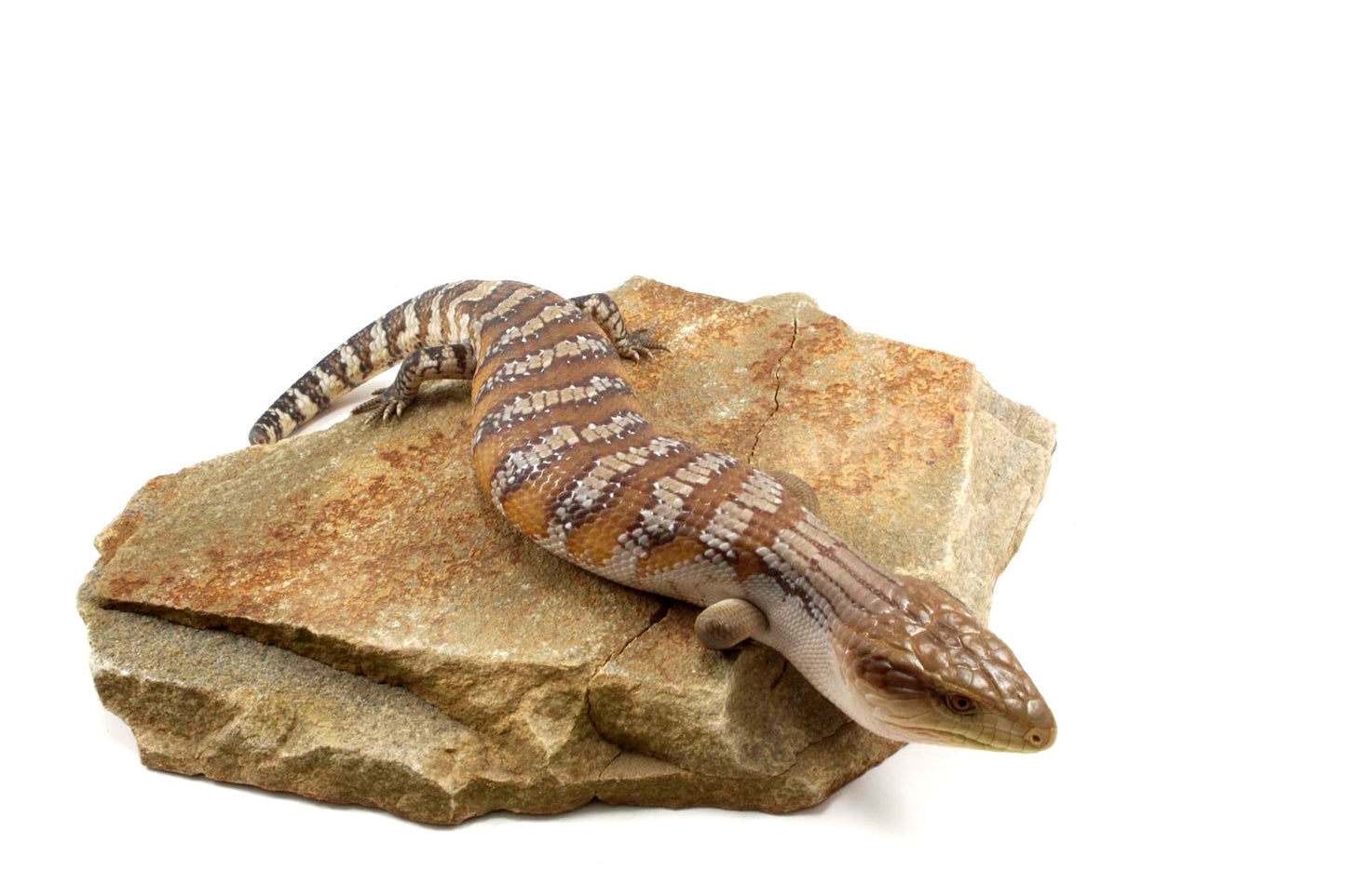 CB Northern Blue Tongue Skink