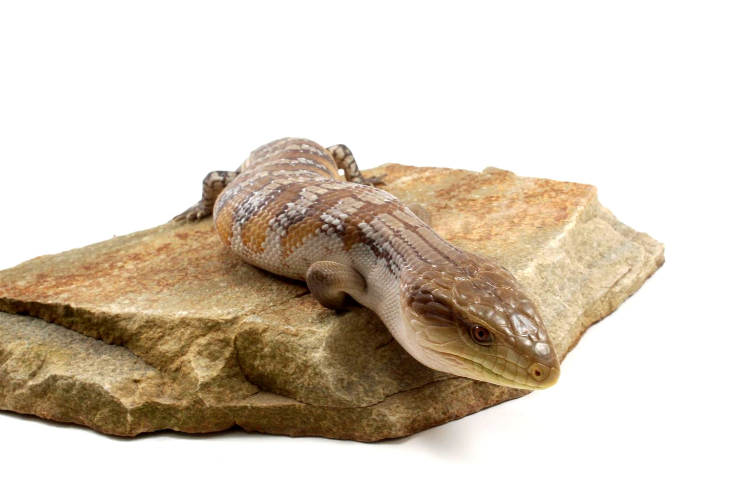 CB Northern Blue Tongue Skink
