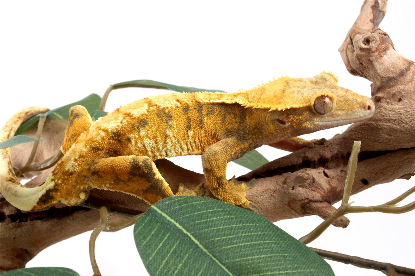 Yellow Extreme Harlequin Crested Gecko