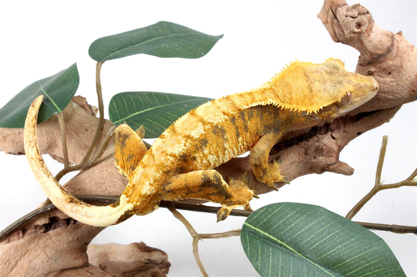 Yellow Extreme Harlequin Crested Gecko