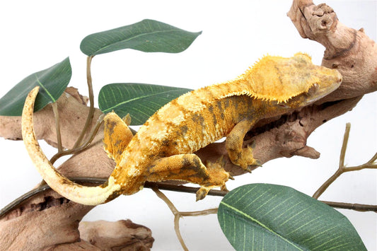 Yellow Extreme Harlequin Crested Gecko