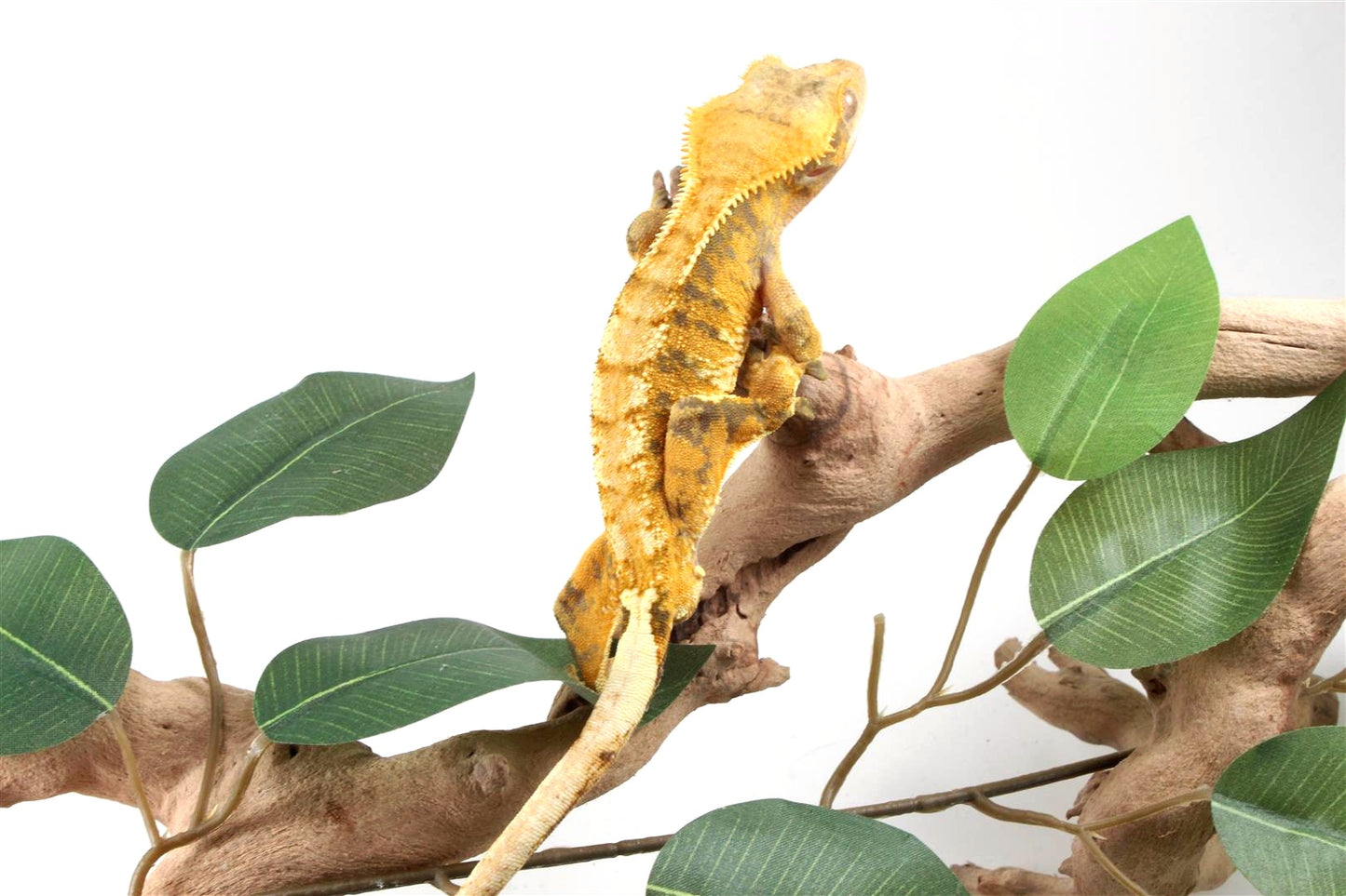 Yellow Extreme Harlequin Crested Gecko
