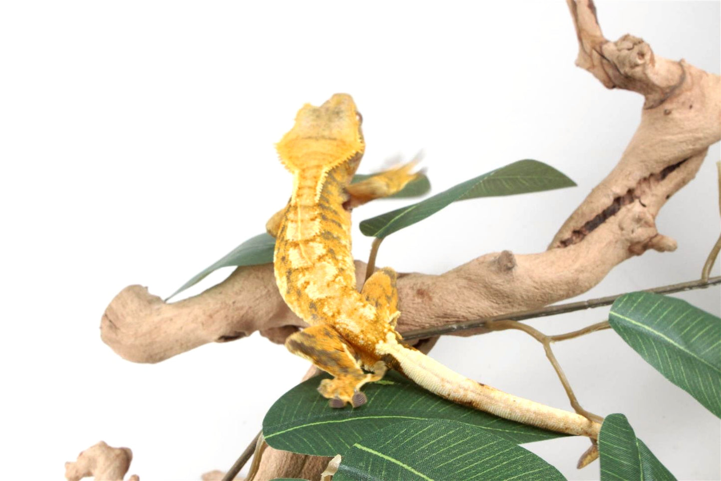 Yellow Extreme Harlequin Crested Gecko
