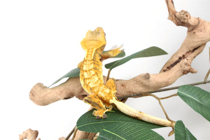 Yellow Extreme Harlequin Crested Gecko