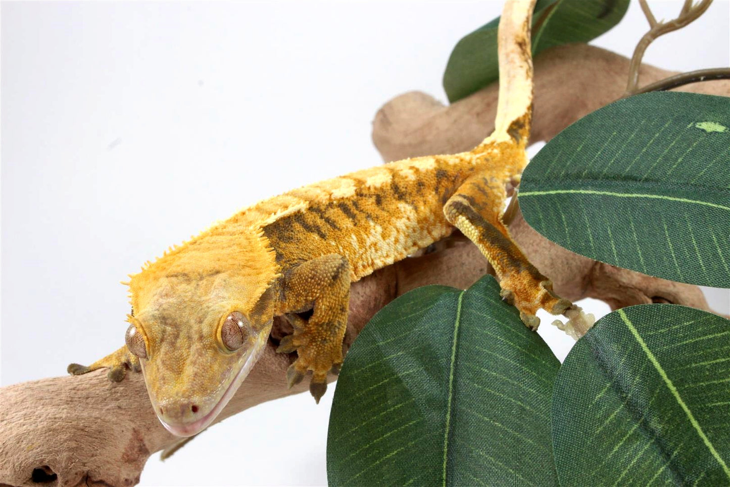 Yellow Extreme Harlequin Crested Gecko
