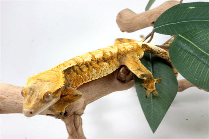 Yellow Extreme Harlequin Crested Gecko