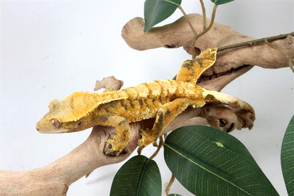 Yellow Extreme Harlequin Crested Gecko
