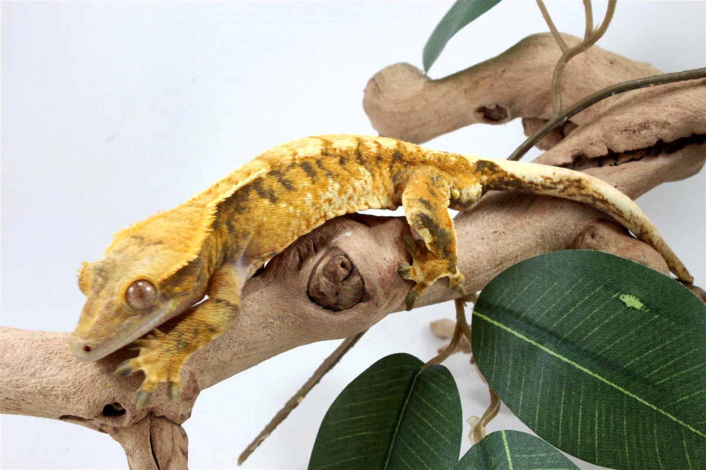 Yellow Extreme Harlequin Crested Gecko