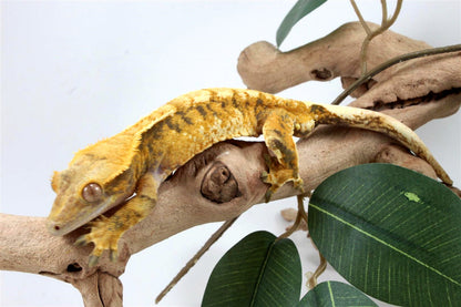 Yellow Extreme Harlequin Crested Gecko