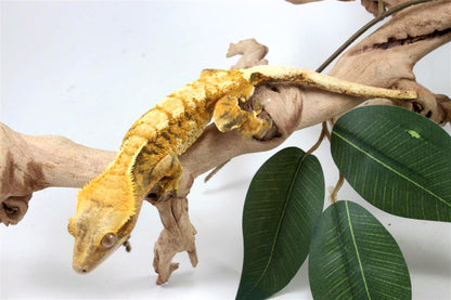 Yellow Extreme Harlequin Crested Gecko