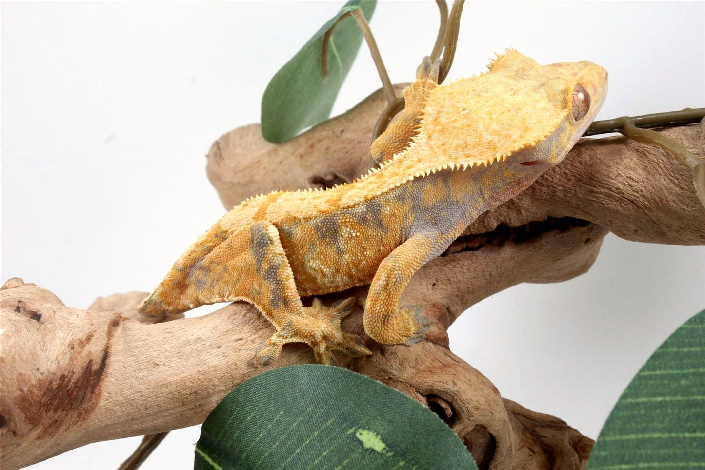 Yellow Harlequin Crested Gecko - Tailess