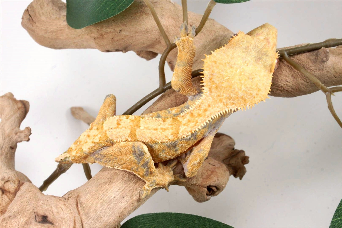 Yellow Harlequin Crested Gecko - Tailess