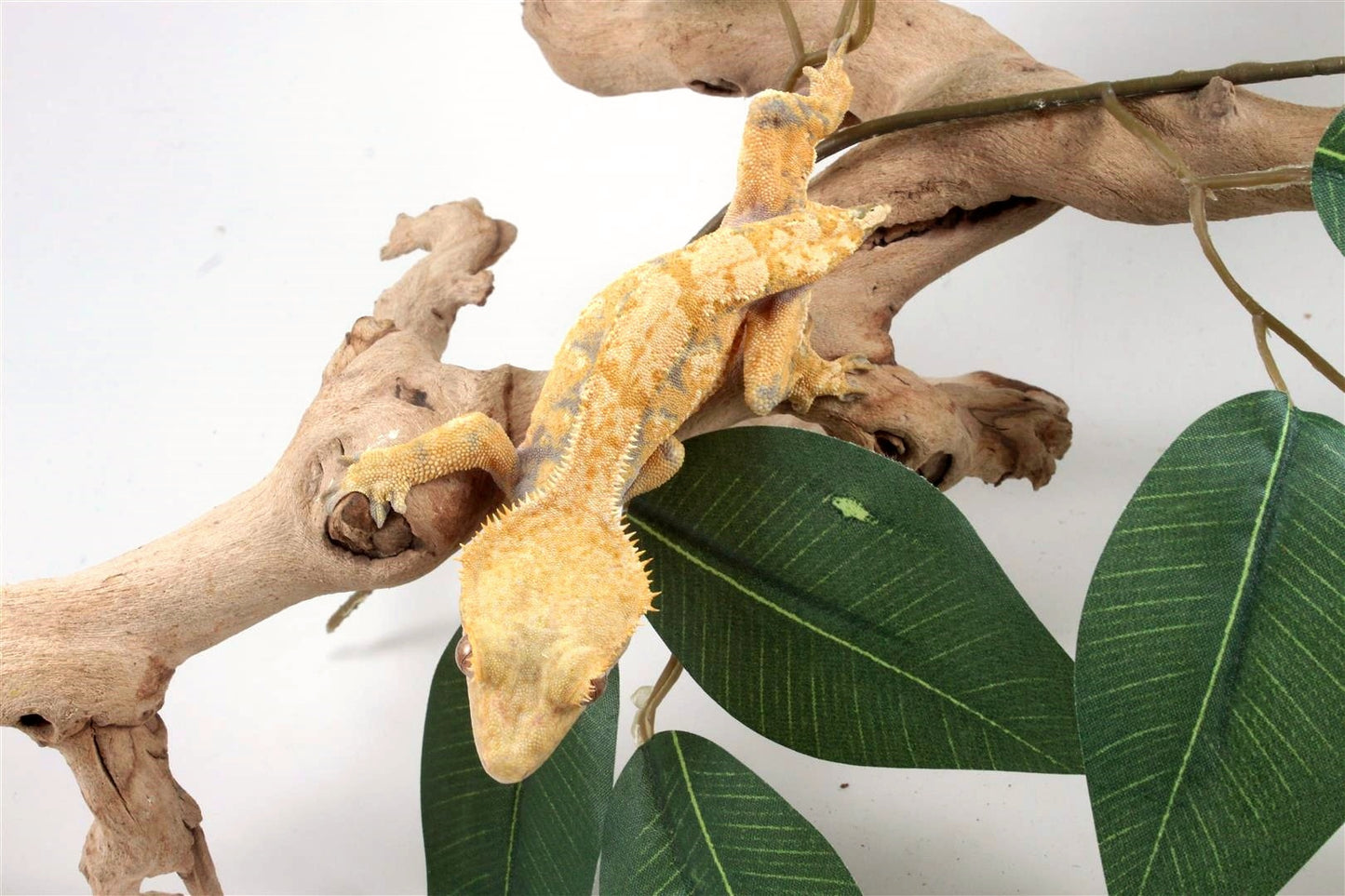 Yellow Harlequin Crested Gecko - Tailess