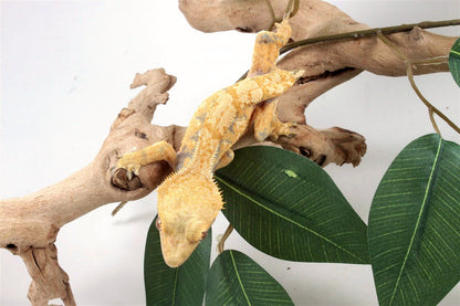 Yellow Harlequin Crested Gecko - Tailess