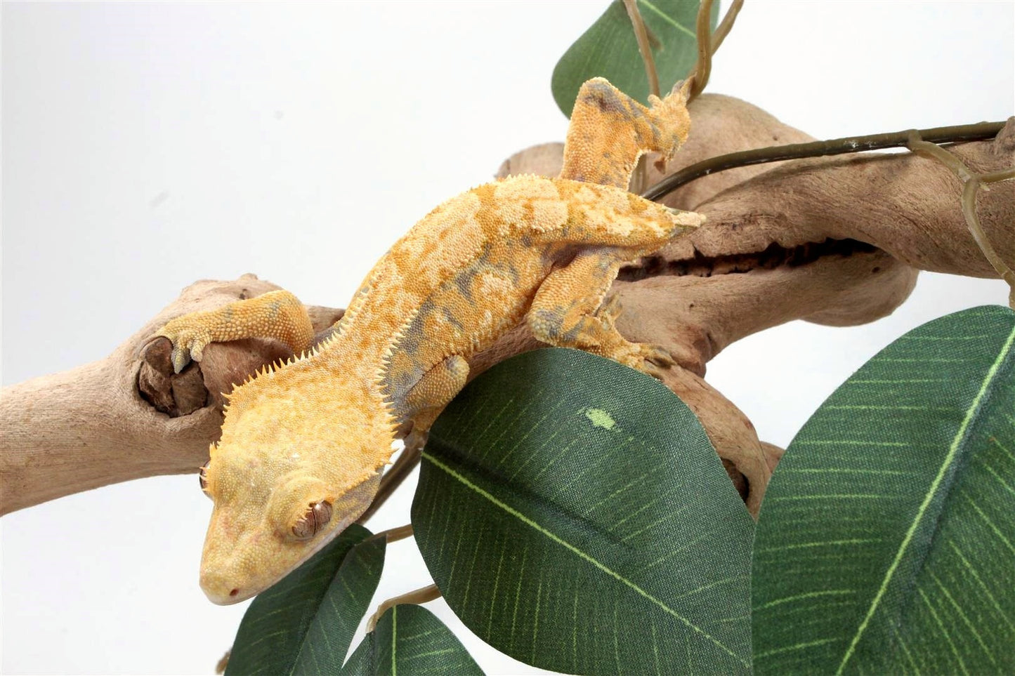 Yellow Harlequin Crested Gecko - Tailess