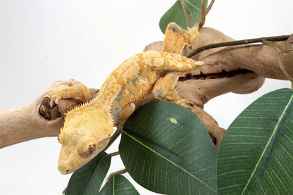 Yellow Harlequin Crested Gecko - Tailess
