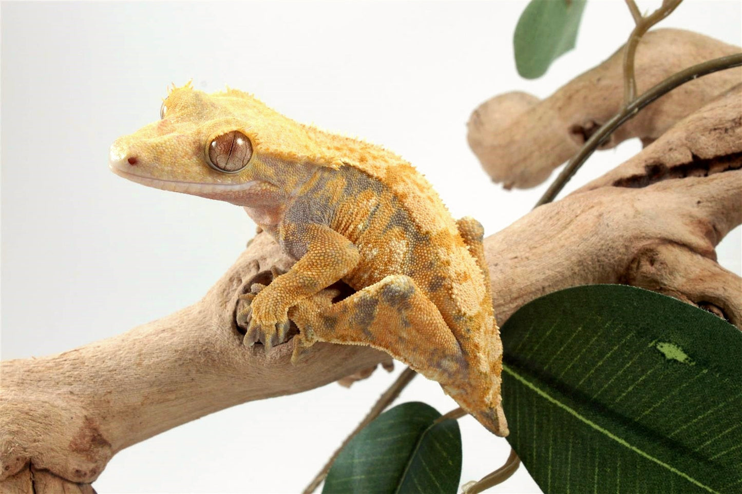 Yellow Harlequin Crested Gecko - Tailess