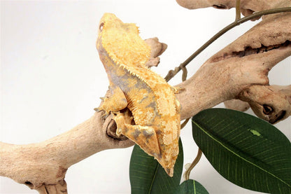 Yellow Harlequin Crested Gecko - Tailess