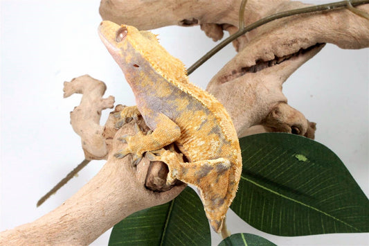 Yellow Harlequin Crested Gecko - Tailess