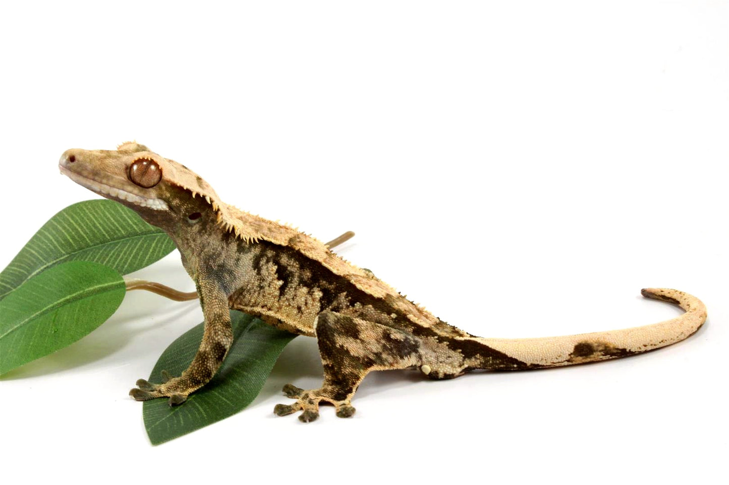 High Contrast Extreme Harlequin Crested Gecko