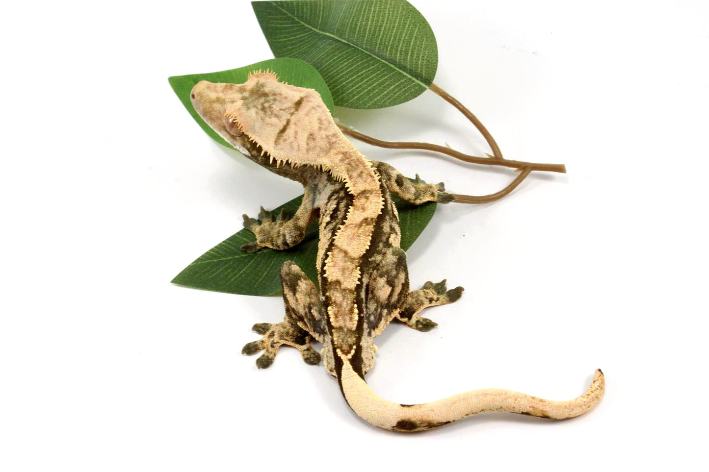 High Contrast Extreme Harlequin Crested Gecko