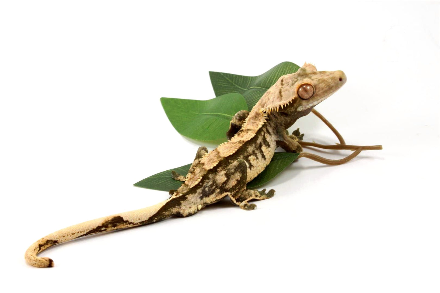 High Contrast Extreme Harlequin Crested Gecko