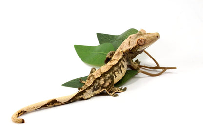 High Contrast Extreme Harlequin Crested Gecko