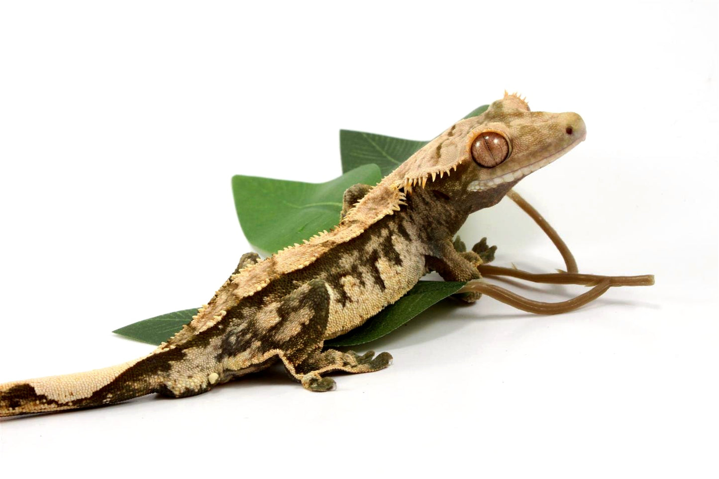 High Contrast Extreme Harlequin Crested Gecko