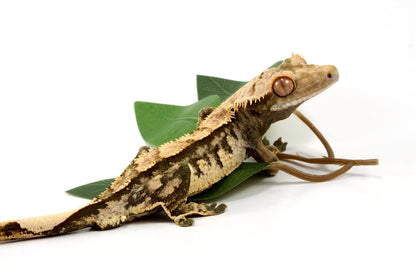 High Contrast Extreme Harlequin Crested Gecko