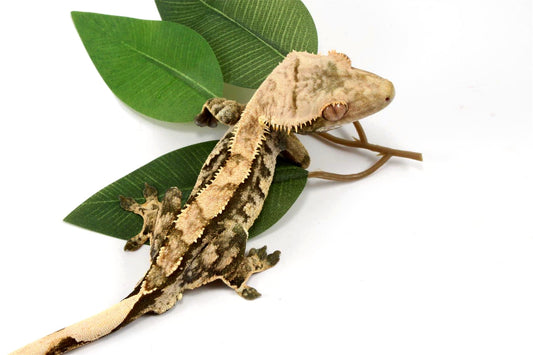 High Contrast Extreme Harlequin Crested Gecko