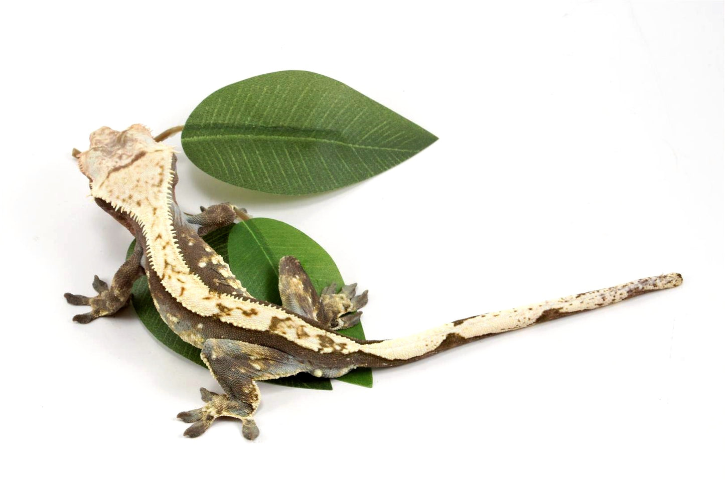 Harlequin Crested Gecko