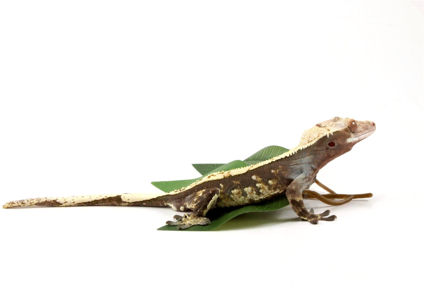Harlequin Crested Gecko